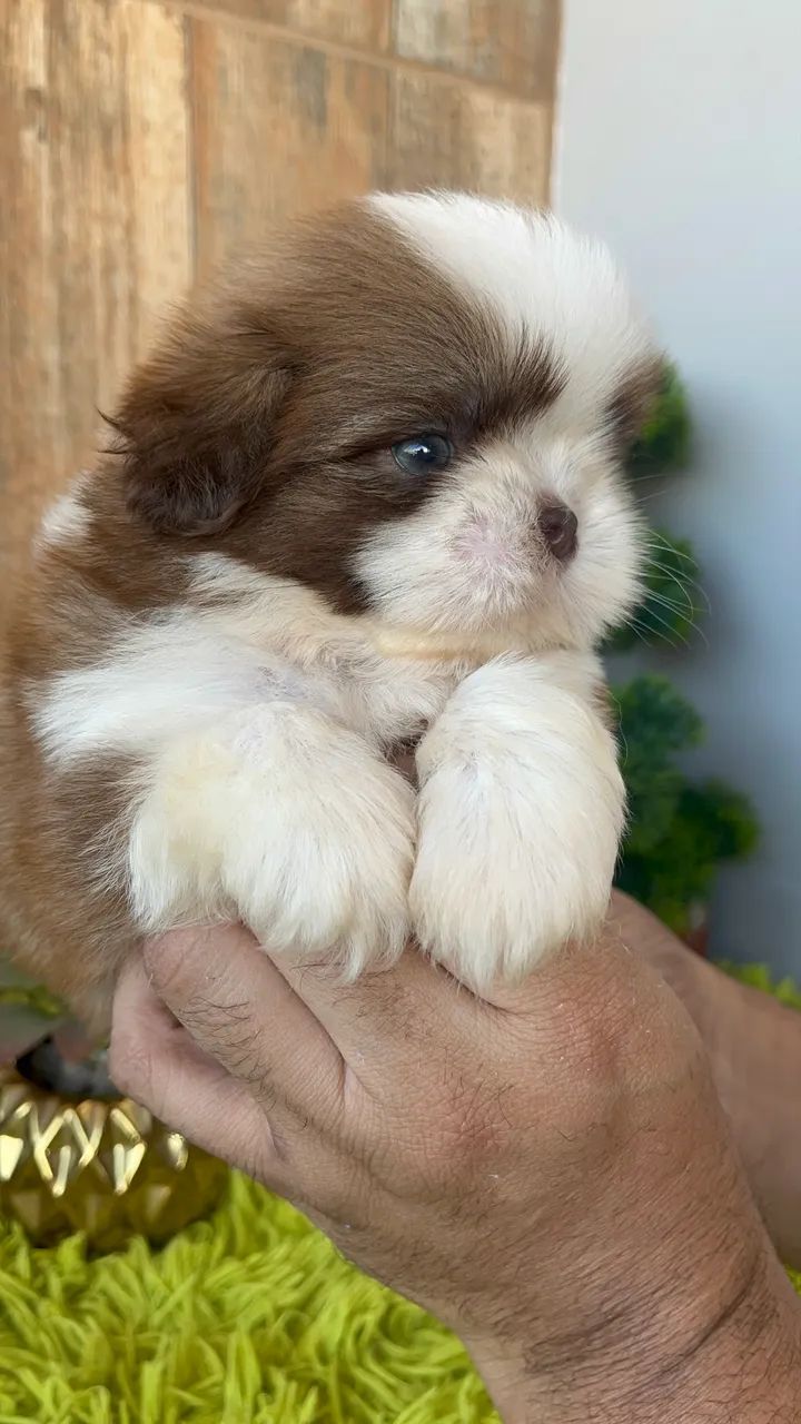 Shih tzu macho - Foto 4