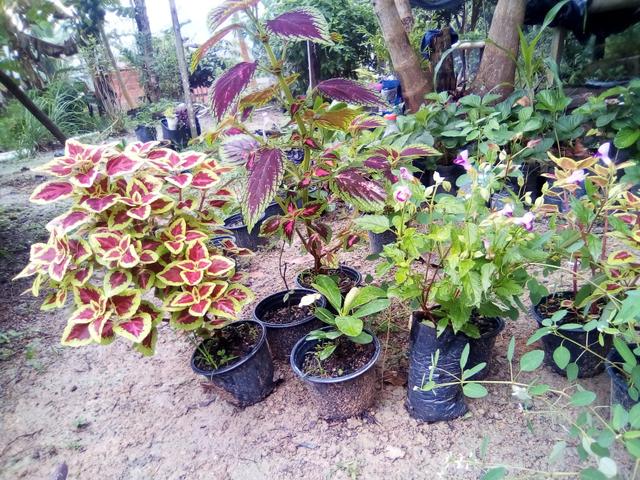 Mudas para jardim - Foto 3