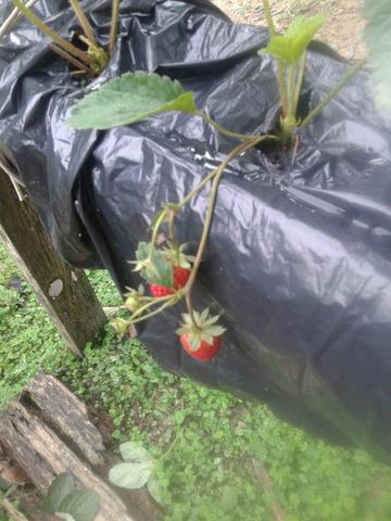 Mudas de morango - Foto 3