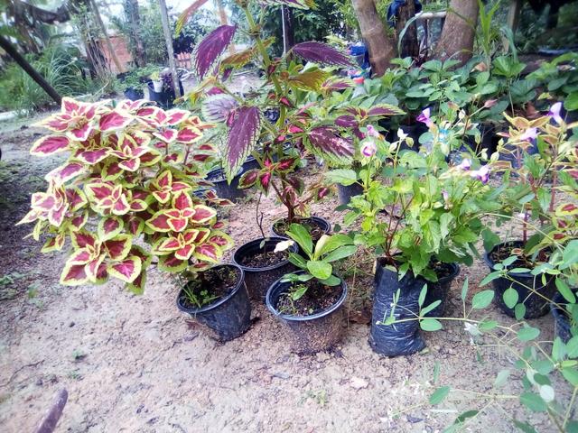 Mudas para jardim - Foto 4