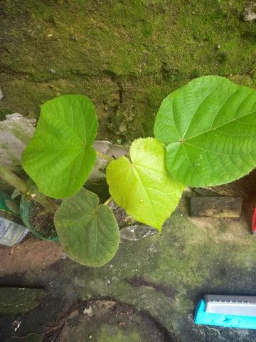 Astrapeia (Dombeya wallichii) R$ 50,00; R$ 30 ou R$ 12,00 - Foto 2