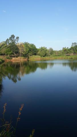 Vendo excelente chácara as margens da ma 216** 30 hectares em Penalva ma - Foto 4