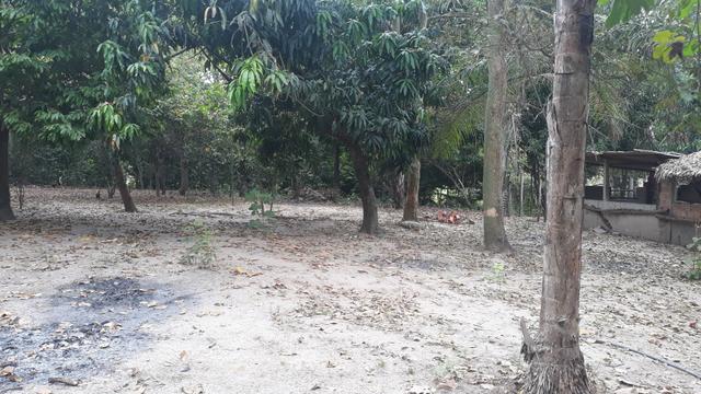 Vendo excelente chácara as margens da ma 216** 30 hectares em Penalva ma - Foto 13