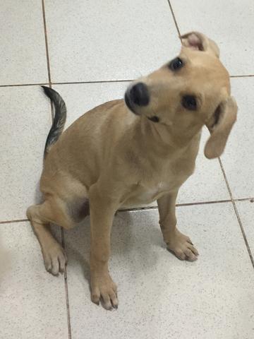 Cachorrinhos - Foto 5