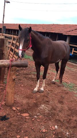 Mangalarga Paulista - Foto 3