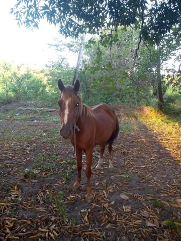 Vendo ou troco uma égua muito boa - Foto 3