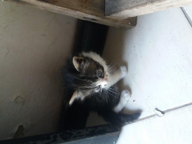 Gatos