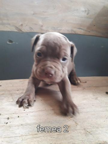 Pit bull puro - Foto 5