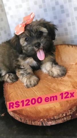 12x SEM JUROS! Promoção - Foto 2