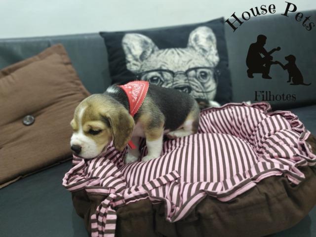Beagle chamar no what's para informações *