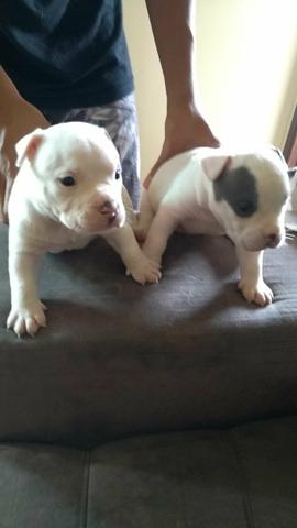 American Bully