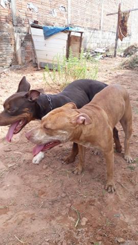Linda filhote de pitbull olhem bem as fotos - Foto 2