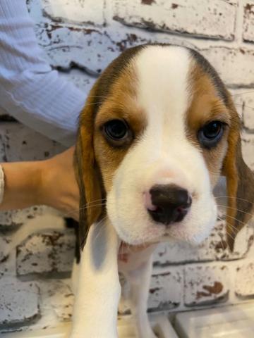Beagle 13 polegadas, bicolor e tricolor, com suporte veterinário gratuito!