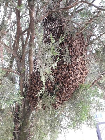 Abelhas