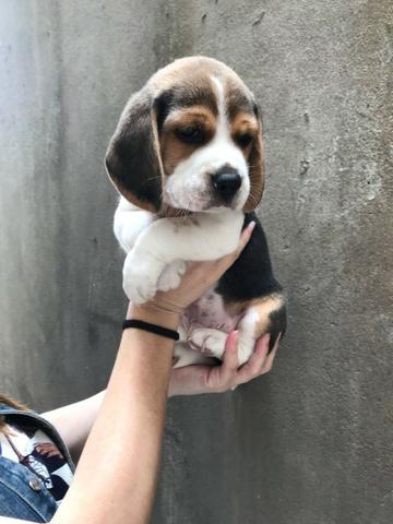 Beagle mini, filhotes a pronta entrega, (bicolor/tricolor) com garantia de saúde - Foto 3