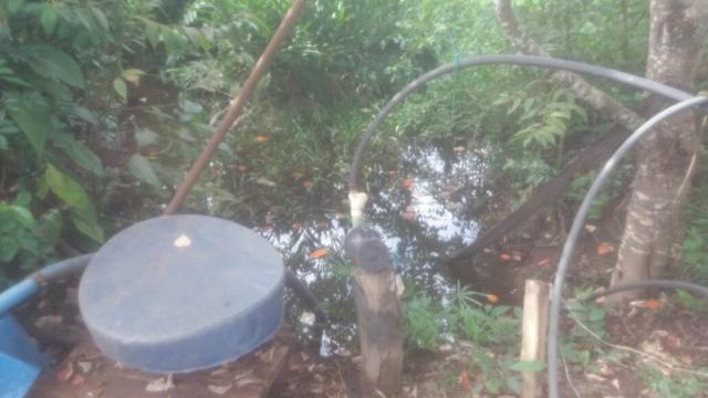 Vendo excelente chácara!!! - Foto 6