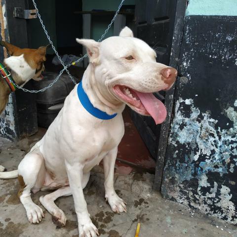 Pit bull red nose femea disponivel pra cruzar - Foto 2