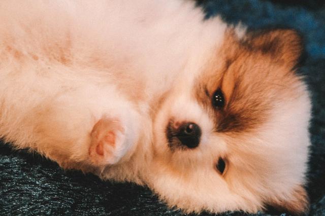 Lulu da Pomerânia/Spitz Alemão - Foto 4