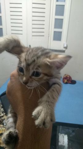 Doação gata femea mestiça - Foto 4