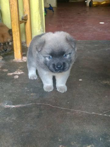 Vendo filhotes Chow Chow!