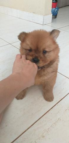 Chow chow filhote - Foto 3