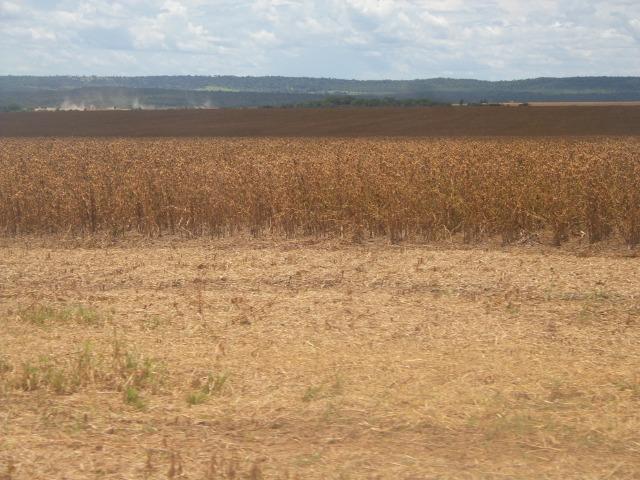 Fazenda 3.771 Hectares Plantando Lavoura - Canarana - MT - Foto 3