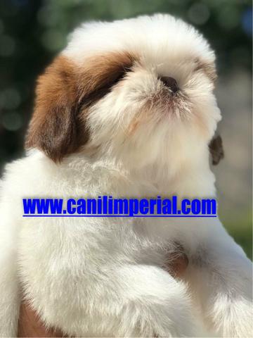 Microchipados Atestado de Saúde e Pedigree grátis Shih Tzu