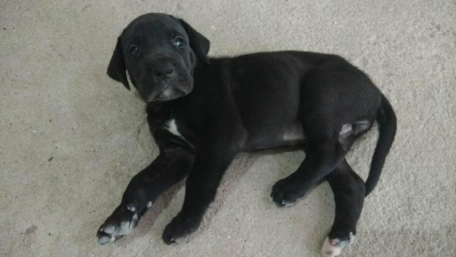 Dog alemão - Foto 3
