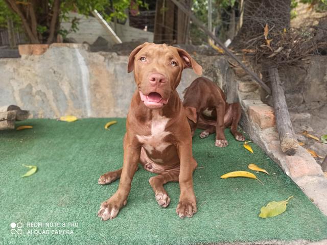 Filhote Pit Bull - Foto 6