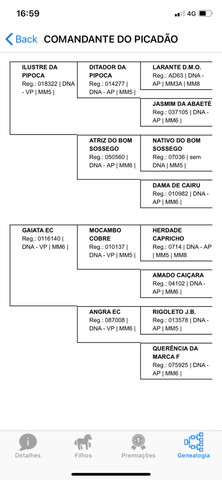 Cavalo manga larga marchador registrado definitivo 