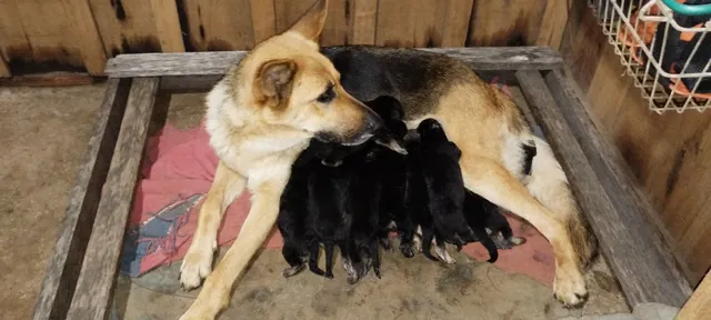 Pastor alemao cruzar  +4 anúncios na OLX Brasil