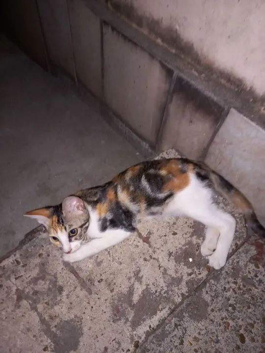 Gatinhos fofinhos para adoção responsável  - Foto 4