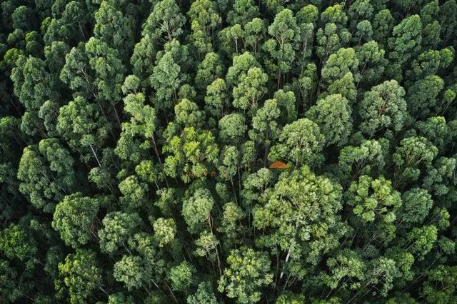 fazenda - Centro - Itamarati - Foto 2