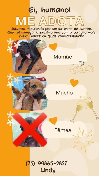 Família de cães à procura de um lar!