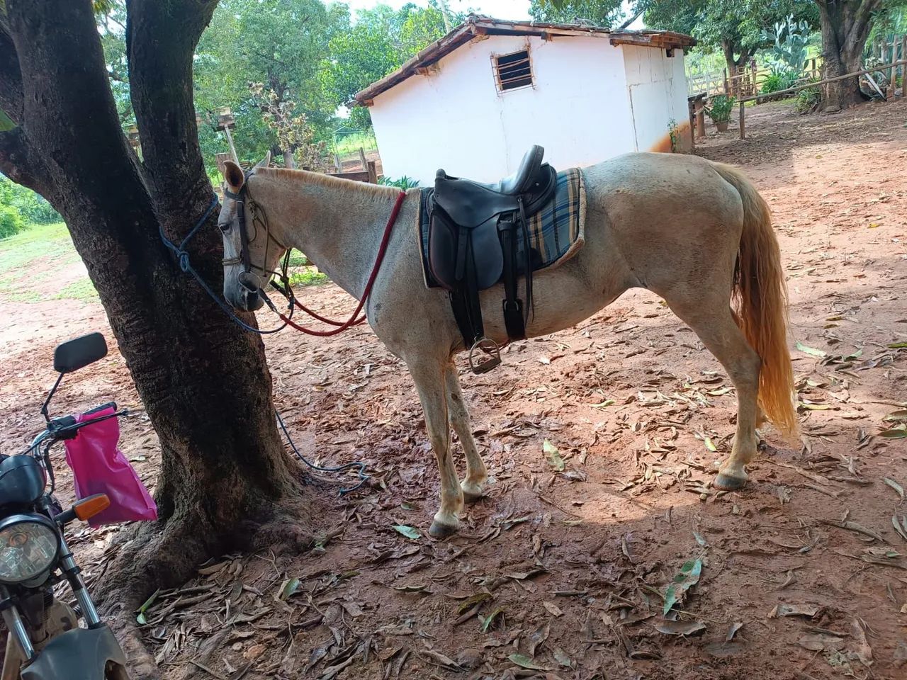 Oportunidade Égua MM Registrada