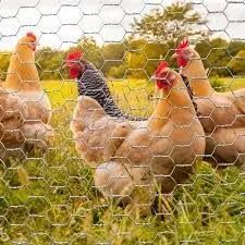 Tela galinheiro fio 18 