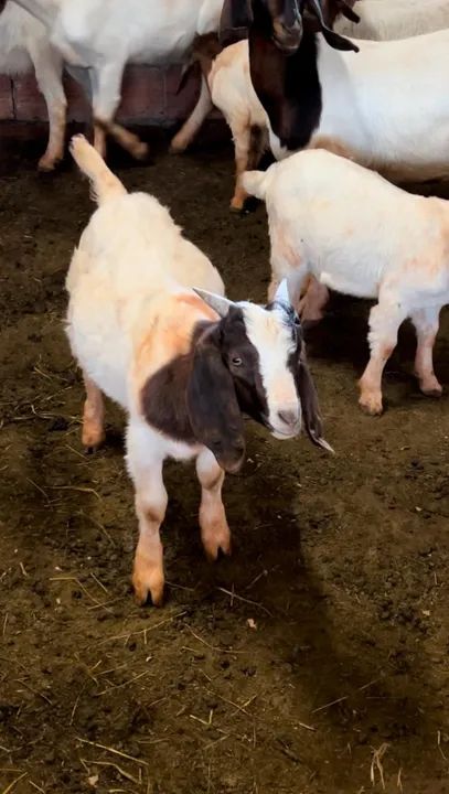 Cabrito reprodutor Boer puro desmamado
