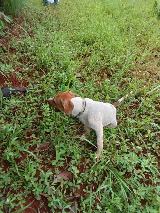 Filhote de 5 meses porte grande disponível para adoção - Foto 4