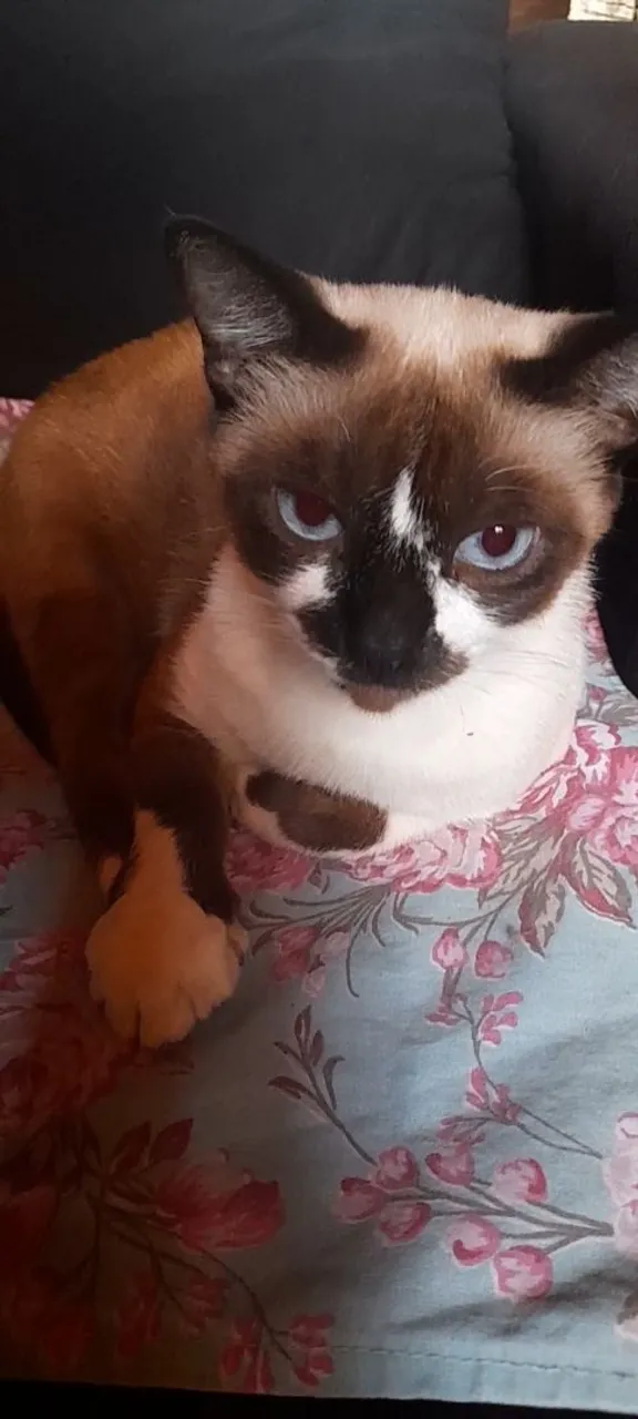 Gatos para adoção 