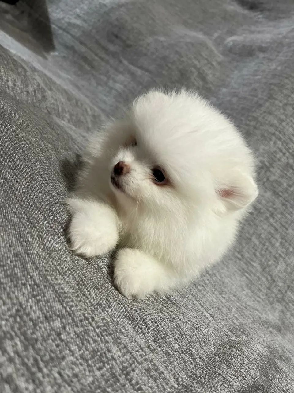 Spitz Alemão (Lulu da Pomerânia) - Foto 3