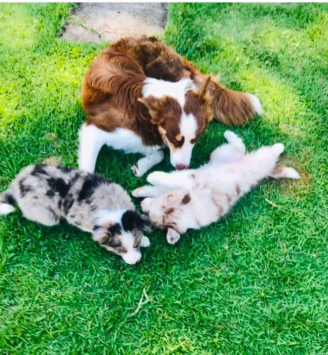 Filhotes de Border Collie - Canil NJ Ceara - Foto 2