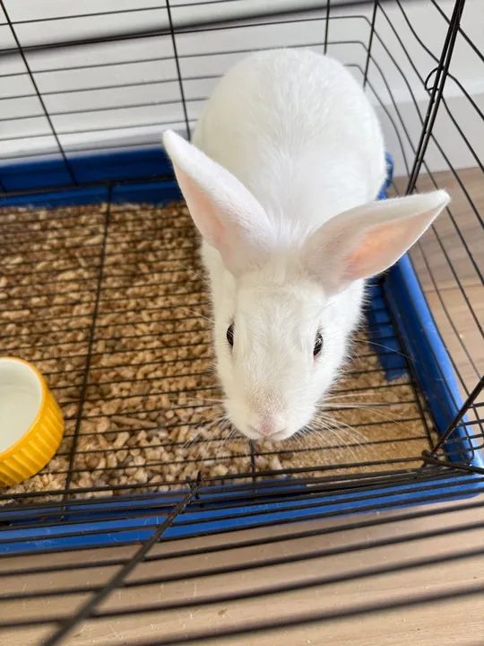 COELHA PARA DOAÇÃO  - Foto 2