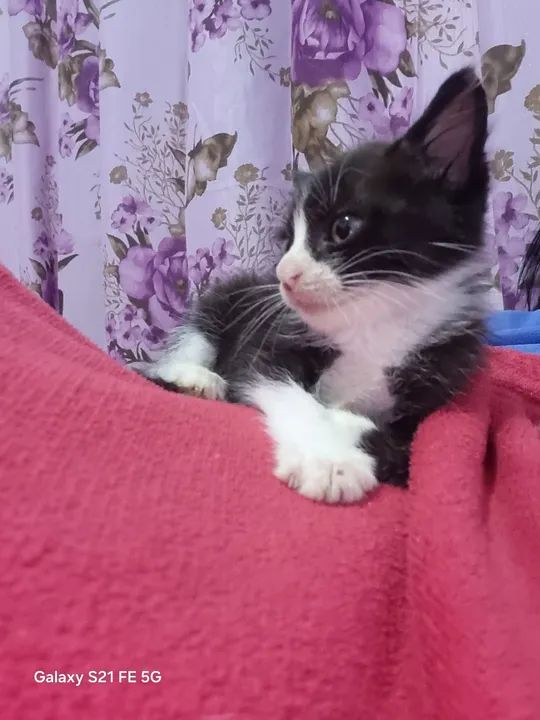 Gatinho preto e branco pra doação responsável - Foto 4