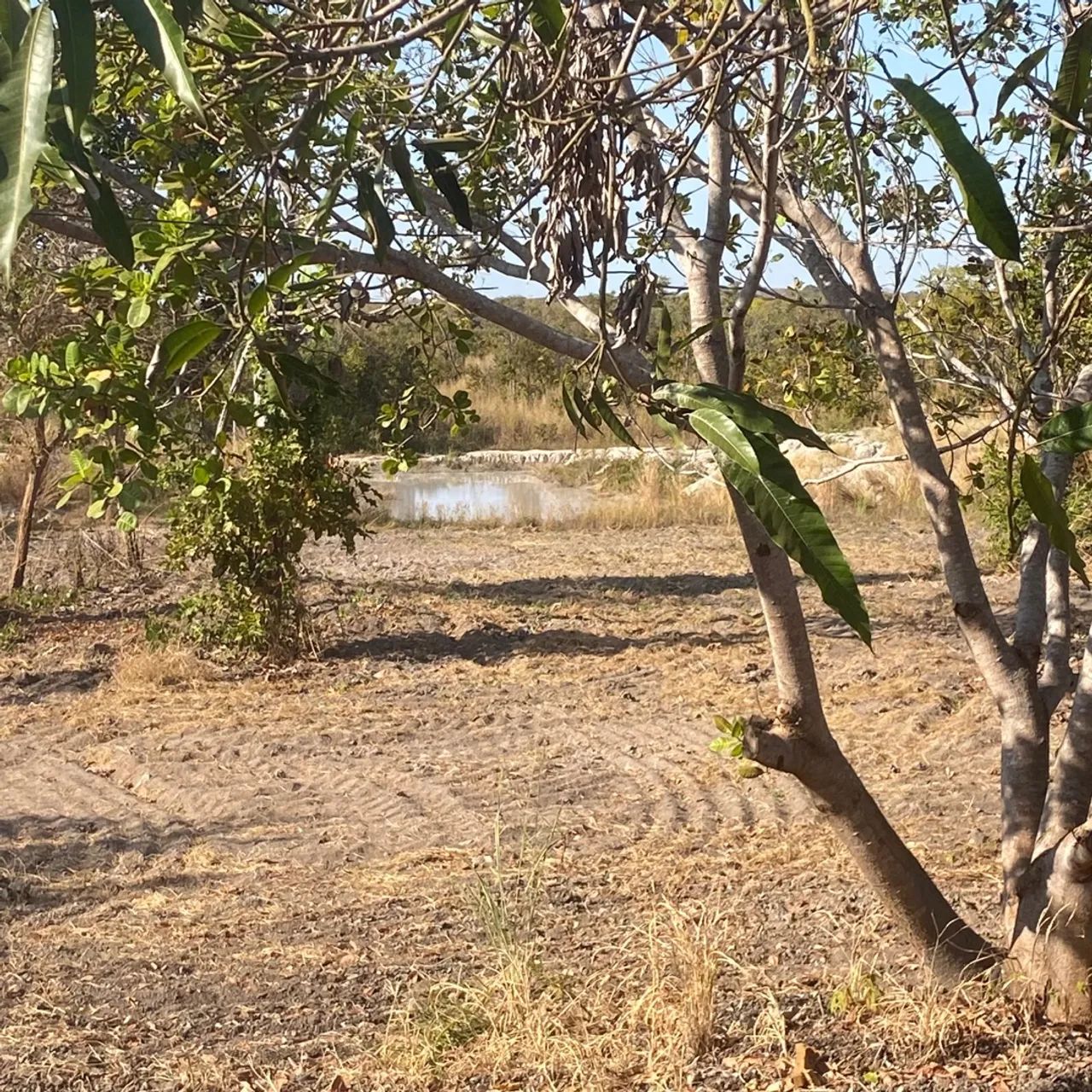     Sítio a 45 minutos do trevo do lagarto Sítio com represa grande e piscina  - Foto 12