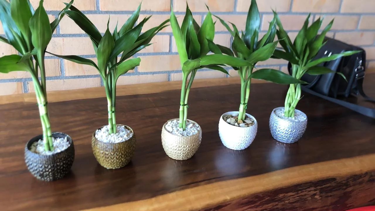 Planta Bambu da Sorte em Vaso Decorativo - Foto 3