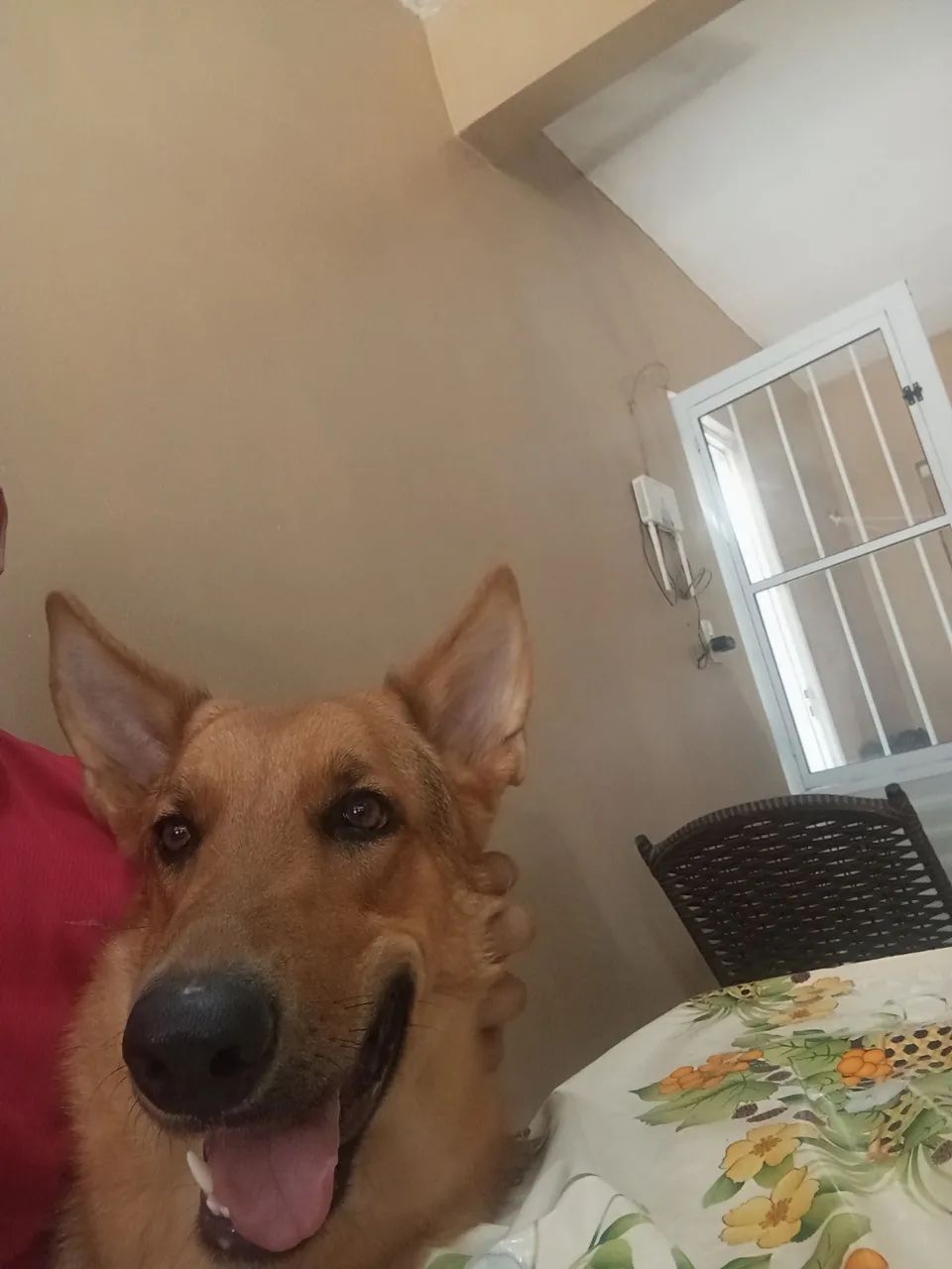 Cachorro pastor alemão - Foto 2