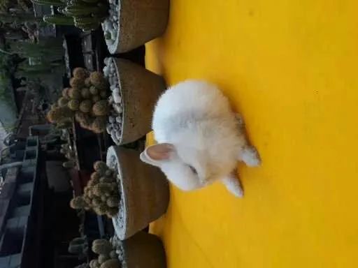 Coelho anão importado Netherland dwarf  - Foto 5