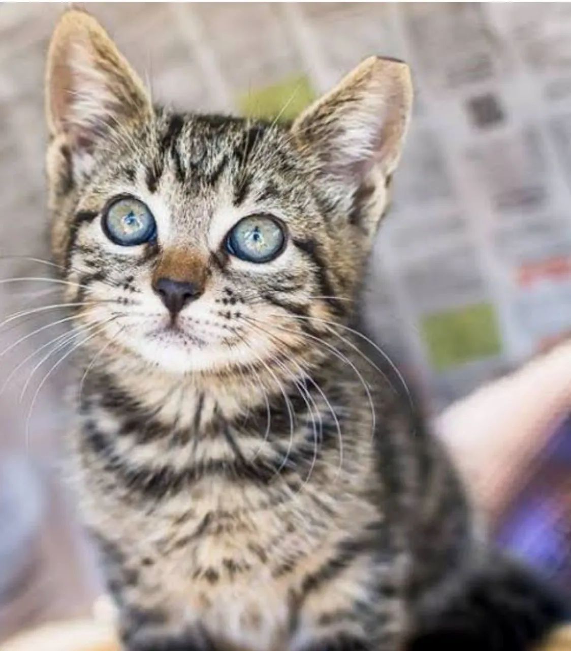Adoção Raça Tabby Castradas - Foto 3