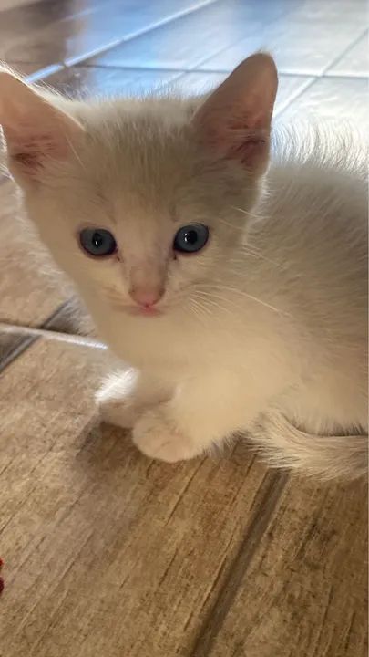 Gatinho fofinho para adoção - Foto 4