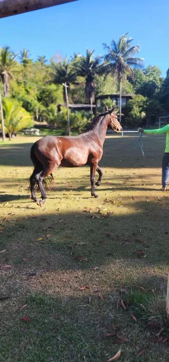 Potro Mangalarga Marchador filho do Comandante Elfar  - Foto 4